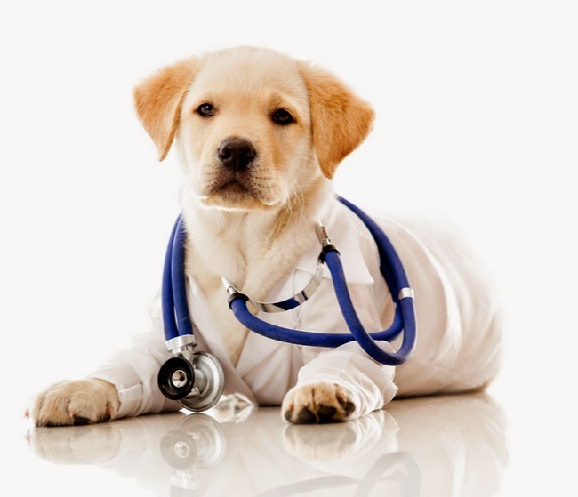 10 Tips to Improve Your Pet's Health in 2025