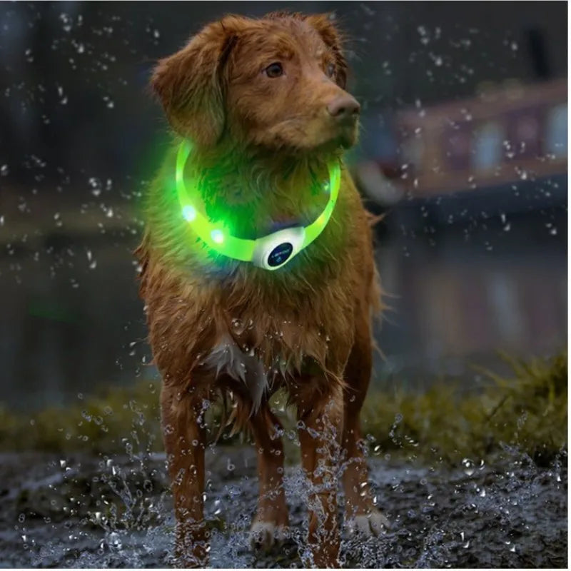 LED Luminous Dog Collar – USB Rechargeable, Waterproof & Safe - Paw Storify